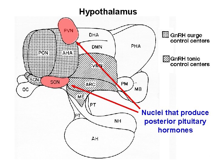 Hypothalamus Nuclei that produce posterior pituitary hormones 