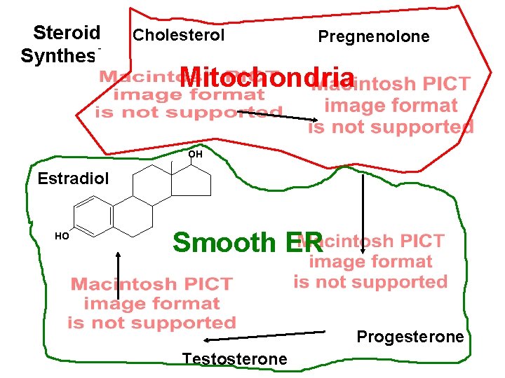 Steroid Cholesterol Synthesis Pregnenolone Mitochondria OH Estradiol HO Smooth ER Progesterone Testosterone 