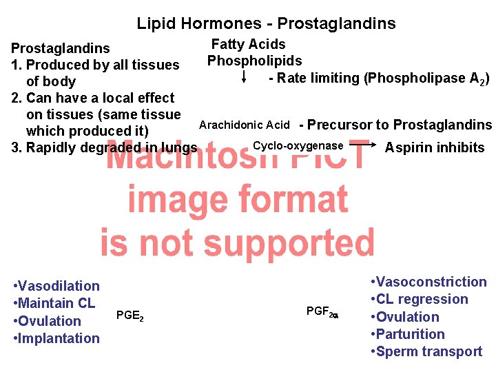 Lipid Hormones - Prostaglandins Fatty Acids Prostaglandins Phospholipids 1. Produced by all tissues -