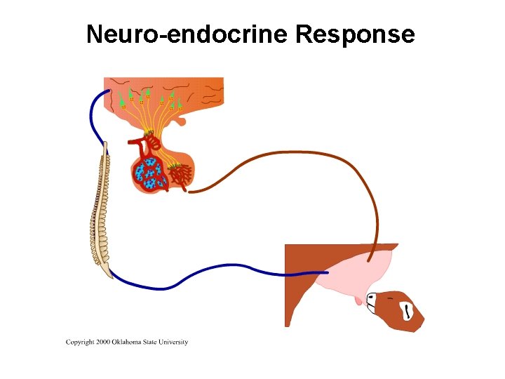 Neuro-endocrine Response 