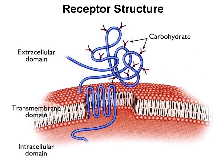 Receptor Structure 