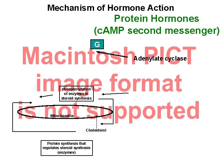 Mechanism of Hormone Action Protein Hormones (c. AMP second messenger) G Adenylate cyclase phosphorylation