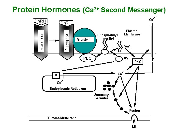 Protein Hormones (Ca 2+ Second Messenger) Gn. RH Ca Receptor Gn. RH G-protein Plasma
