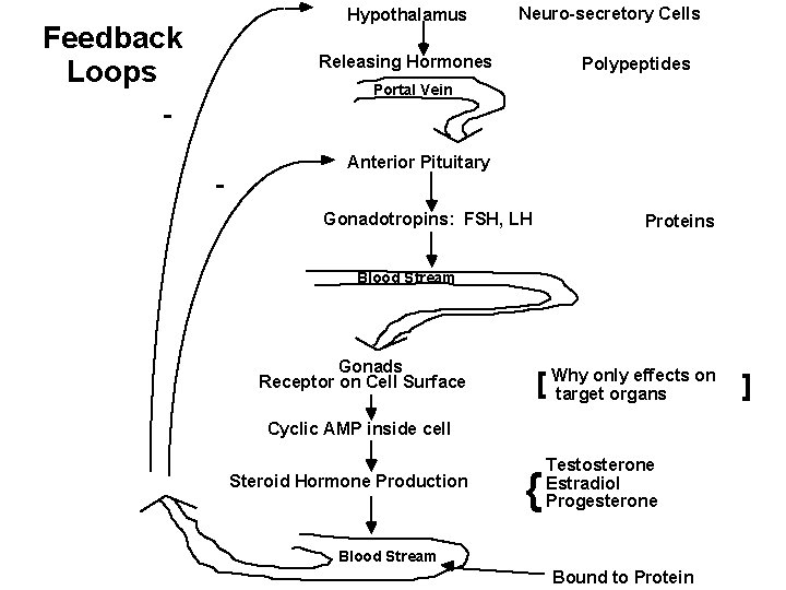 Hypothalamus Feedback Loops Neuro-secretory Cells Releasing Hormones Polypeptides Portal Vein - Anterior Pituitary Gonadotropins: