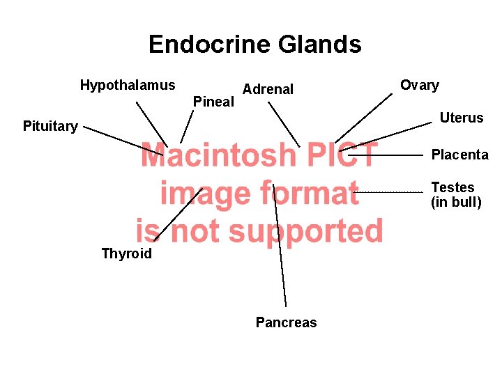 Endocrine Glands Hypothalamus Pineal Adrenal Ovary Uterus Pituitary Placenta Testes (in bull) Thyroid Pancreas