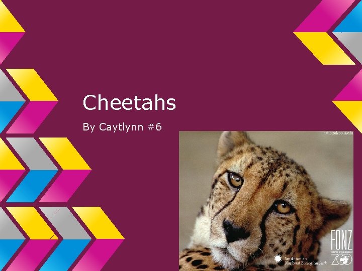 Cheetahs By Caytlynn #6 