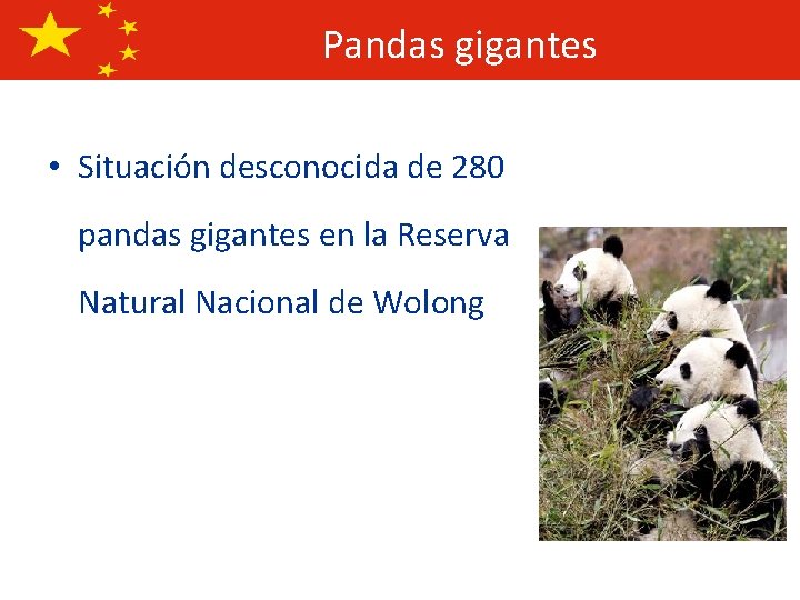 Pandas gigantes • Situación desconocida de 280 pandas gigantes en la Reserva Natural Nacional