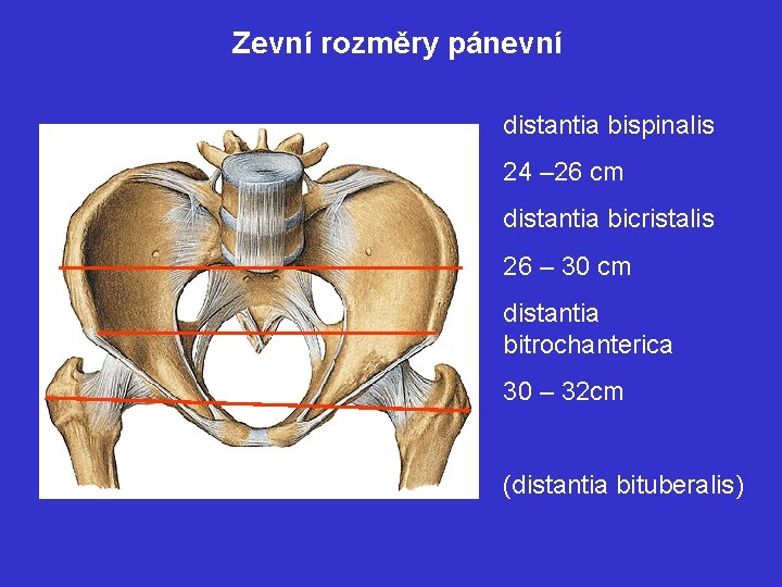 Zevní rozměry pánevní distantia bispinalis 24 – 26 cm distantia bicristalis 26 – 30