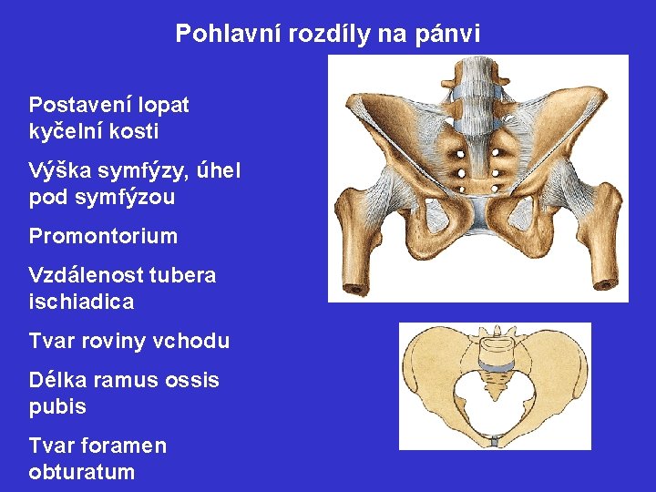 Pohlavní rozdíly na pánvi Postavení lopat kyčelní kosti Výška symfýzy, úhel pod symfýzou Promontorium