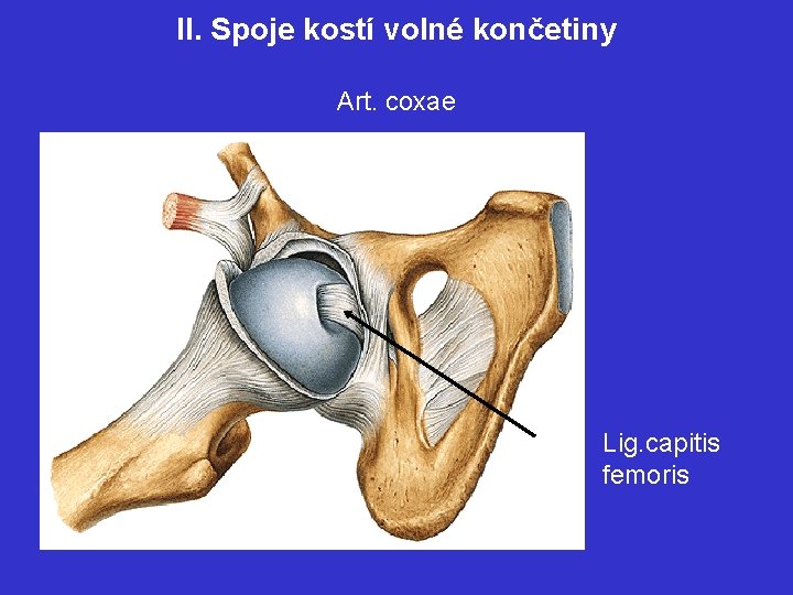 II. Spoje kostí volné končetiny Art. coxae Lig. capitis femoris 