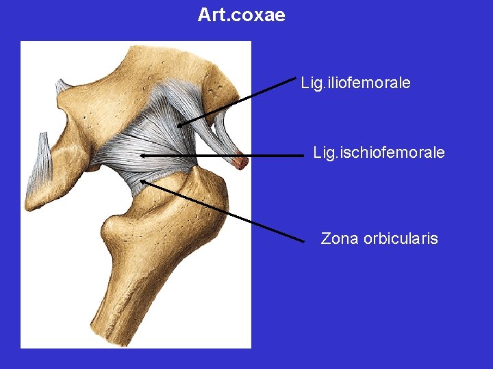 Art. coxae Lig. iliofemorale Lig. ischiofemorale Zona orbicularis 