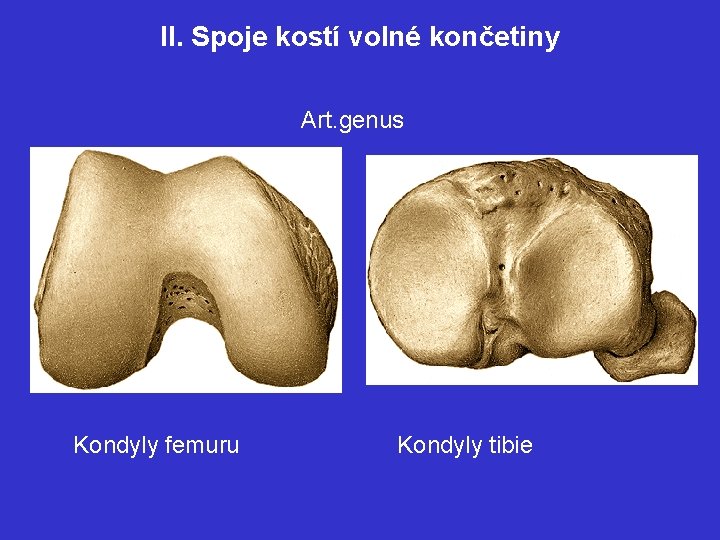 II. Spoje kostí volné končetiny Art. genus Kondyly femuru Kondyly tibie 