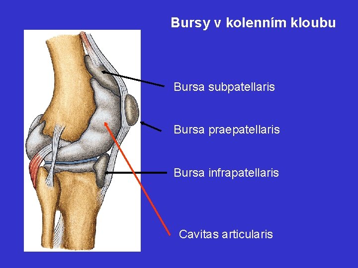 Bursy v kolenním kloubu Bursa subpatellaris Bursa praepatellaris Bursa infrapatellaris Cavitas articularis 