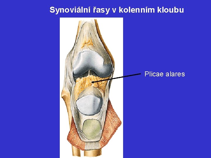 Synoviální řasy v kolenním kloubu Plicae alares 