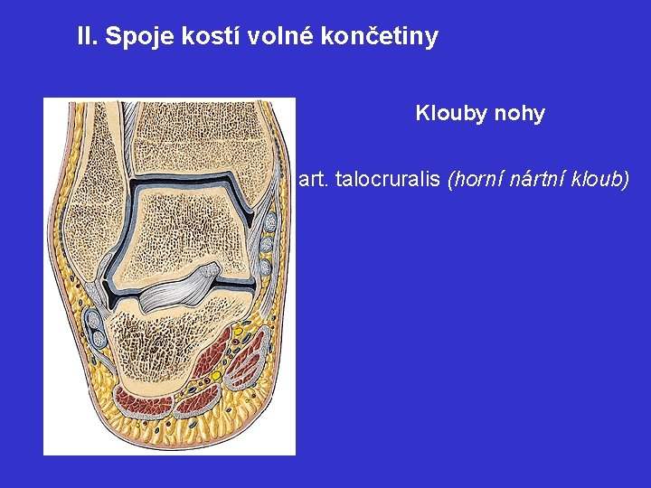II. Spoje kostí volné končetiny Klouby nohy art. talocruralis (horní nártní kloub) 