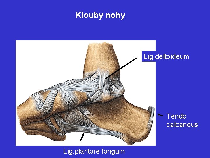 Klouby nohy Lig. deltoideum Tendo calcaneus Lig. plantare longum 