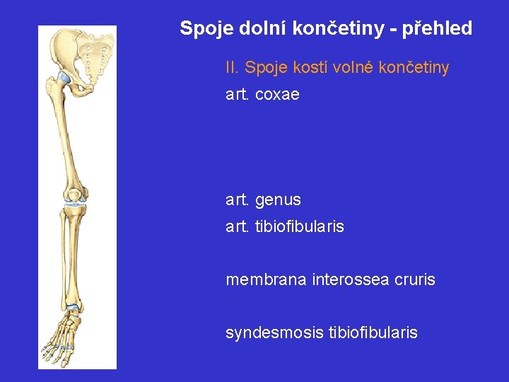 Spoje dolní končetiny - přehled II. Spoje kostí volné končetiny art. coxae art. genus