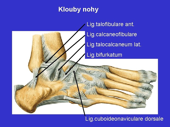 Klouby nohy Lig. talofibulare ant. Lig. calcaneofibulare Lig. talocalcaneum lat. Lig. bifurkatum Lig. cuboideonaviculare