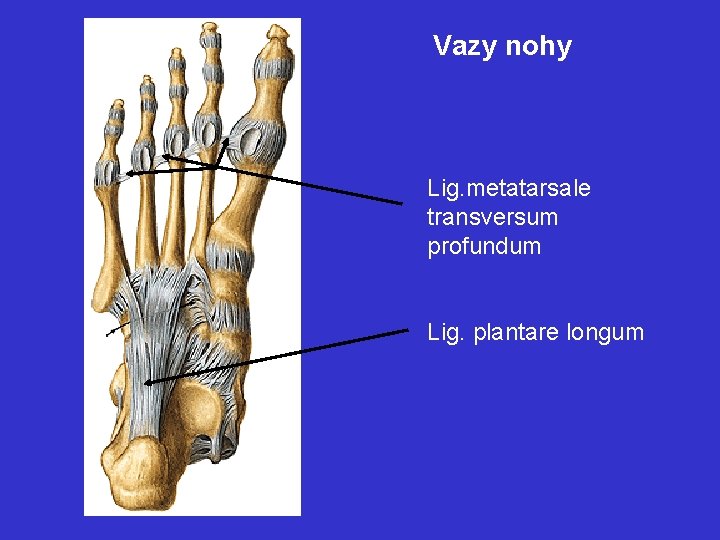 Vazy nohy Lig. metatarsale transversum profundum Lig. plantare longum 