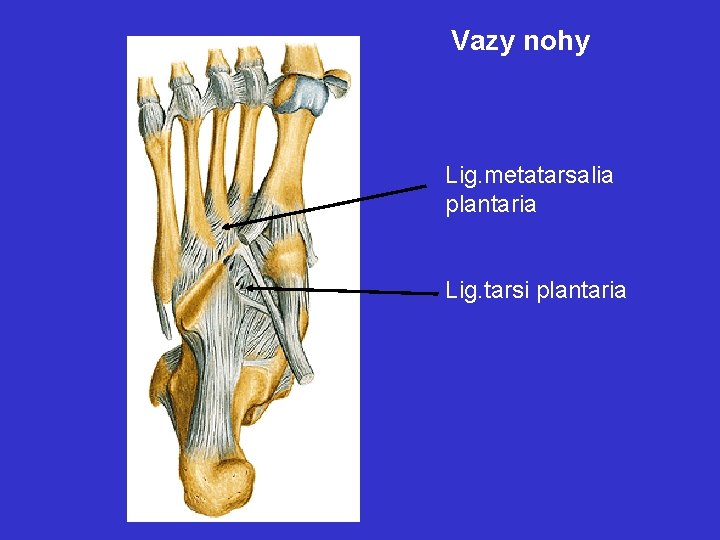 Vazy nohy Lig. metatarsalia plantaria Lig. tarsi plantaria 