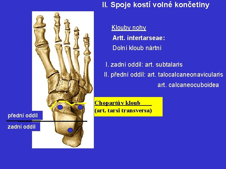 II. Spoje kostí volné končetiny Klouby nohy Artt. intertarseae: Dolní kloub nártní I. zadní