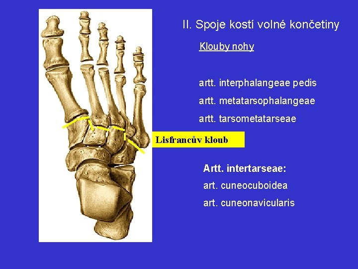 II. Spoje kostí volné končetiny Klouby nohy artt. interphalangeae pedis artt. metatarsophalangeae artt. tarsometatarseae