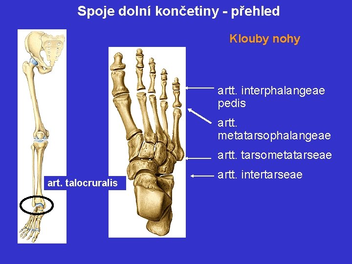Spoje dolní končetiny - přehled Klouby nohy artt. interphalangeae pedis artt. metatarsophalangeae artt. tarsometatarseae
