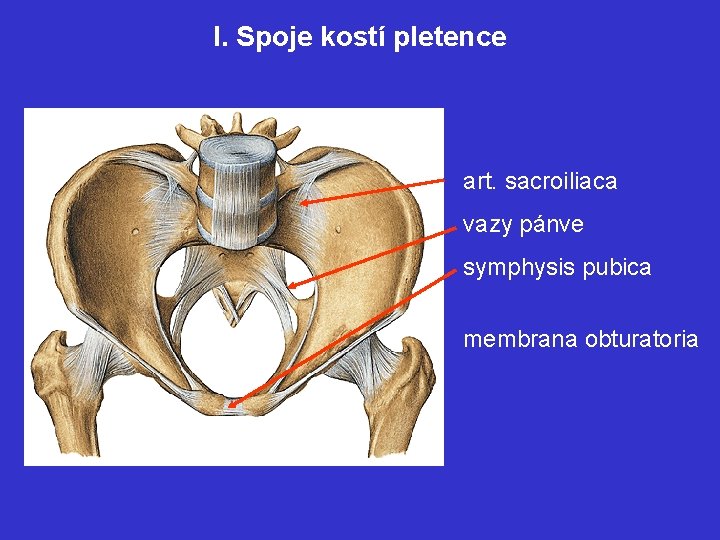 I. Spoje kostí pletence art. sacroiliaca vazy pánve symphysis pubica membrana obturatoria 