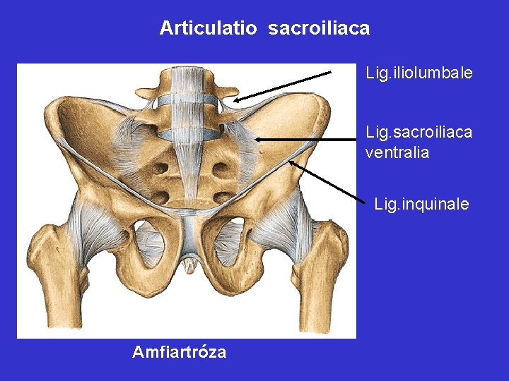 Articulatio sacroiliaca Lig. iliolumbale Lig. sacroiliaca ventralia Lig. inquinale Amfiartróza 