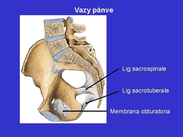 Vazy pánve Lig. sacrospinale Lig. sacrotuberale Membrana obturatoria 