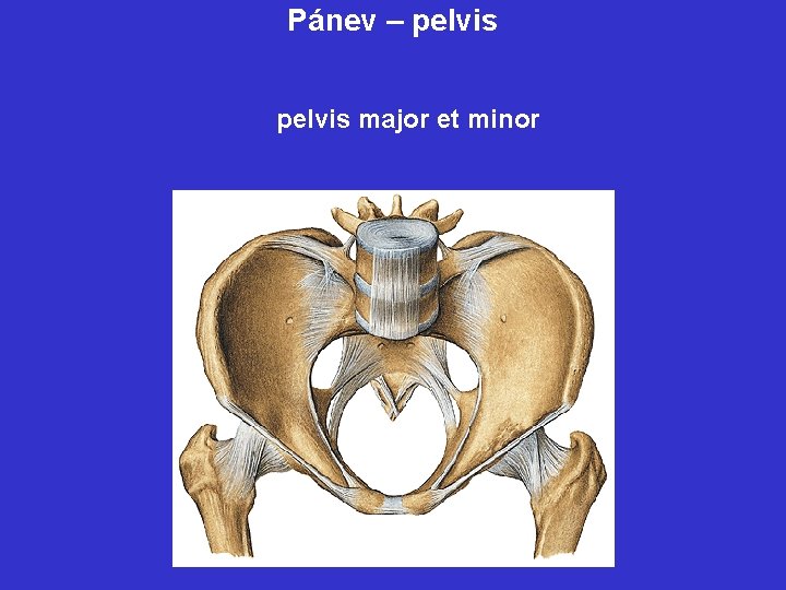 Pánev – pelvis major et minor 