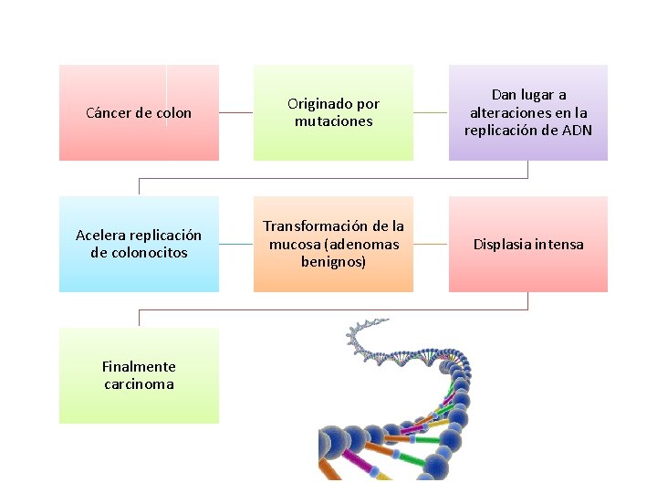 Cáncer de colon Originado por mutaciones Dan lugar a alteraciones en la replicación de Cáncer de colon Originado por mutaciones Dan lugar a alteraciones en la replicación de