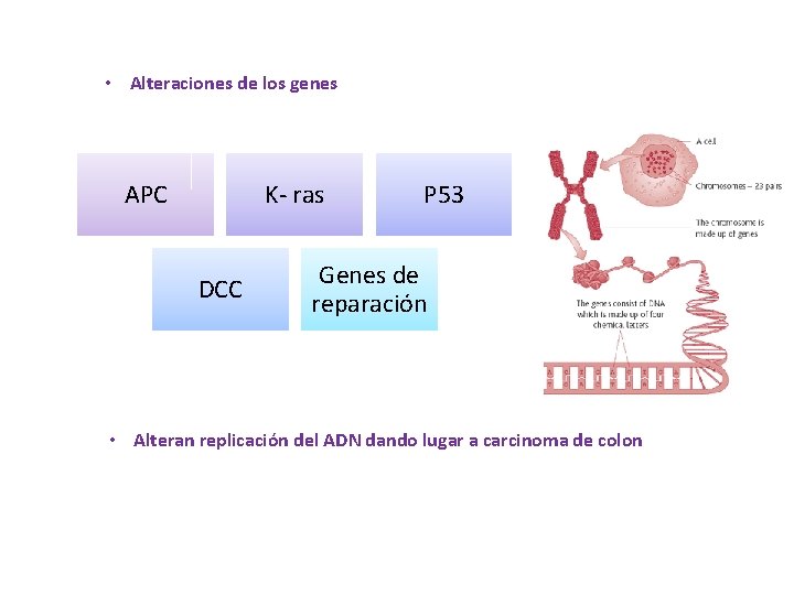 • Alteraciones de los genes APC K- ras DCC P 53 Genes de • Alteraciones de los genes APC K- ras DCC P 53 Genes de