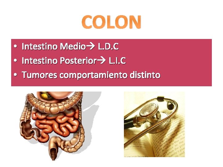 COLON • • • Intestino Medio L. D. C Intestino Posterior L. I. C COLON • • • Intestino Medio L. D. C Intestino Posterior L. I. C