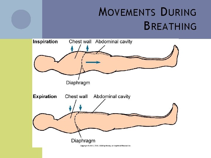 M OVEMENTS D URING B REATHING 