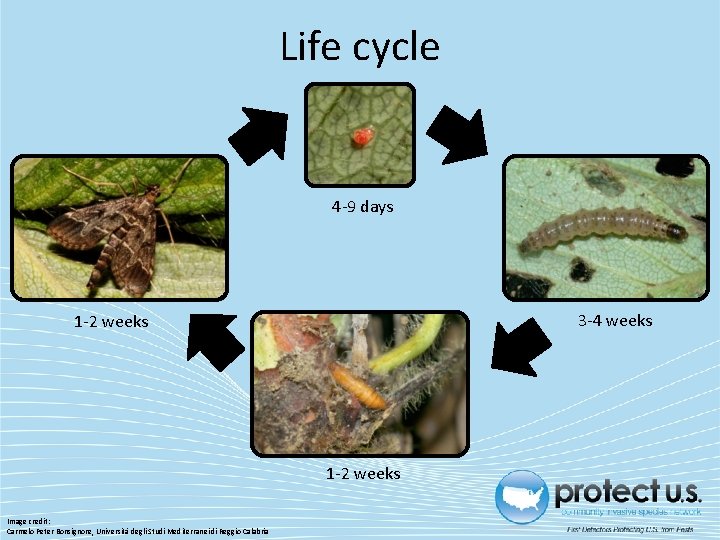 Life cycle 4 -9 days 3 -4 weeks 1 -2 weeks Image credit: Carmelo Life cycle 4 -9 days 3 -4 weeks 1 -2 weeks Image credit: Carmelo