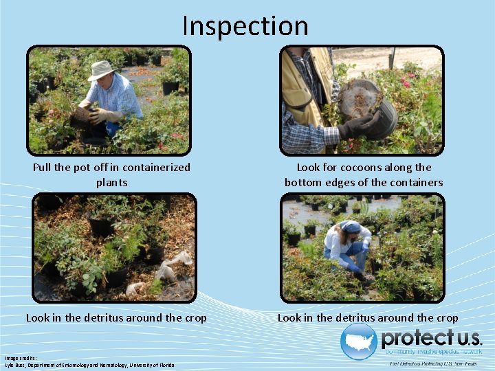 Inspection Pull the pot off in containerized plants Look in the detritus around the Inspection Pull the pot off in containerized plants Look in the detritus around the