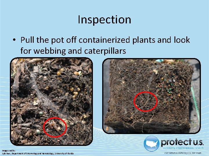 Inspection • Pull the pot off containerized plants and look for webbing and caterpillars Inspection • Pull the pot off containerized plants and look for webbing and caterpillars