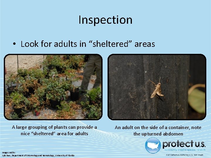 Inspection • Look for adults in “sheltered” areas A large grouping of plants can Inspection • Look for adults in “sheltered” areas A large grouping of plants can