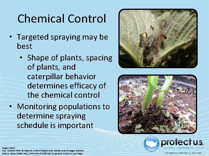 Chemical Control • Targeted spraying may be best • Shape of plants, spacing of Chemical Control • Targeted spraying may be best • Shape of plants, spacing of