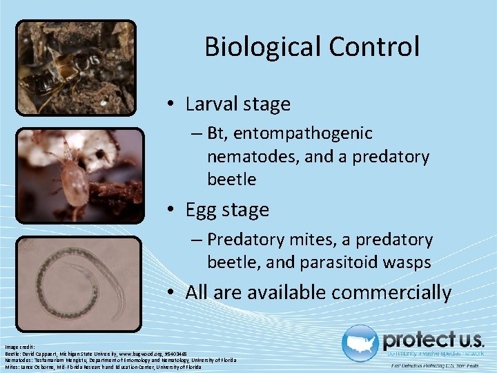 Biological Control • Larval stage – Bt, entompathogenic nematodes, and a predatory beetle • Biological Control • Larval stage – Bt, entompathogenic nematodes, and a predatory beetle •