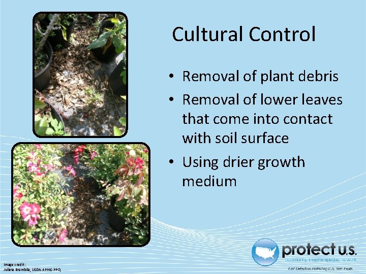 Cultural Control • Removal of plant debris • Removal of lower leaves that come Cultural Control • Removal of plant debris • Removal of lower leaves that come