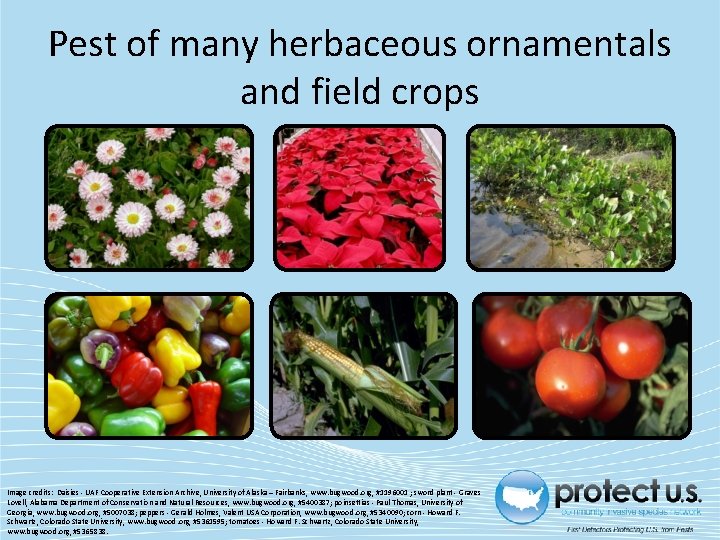 Pest of many herbaceous ornamentals and field crops Image credits: Daisies - UAF Cooperative Pest of many herbaceous ornamentals and field crops Image credits: Daisies - UAF Cooperative