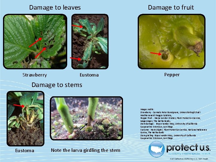 Damage to leaves Strawberry Eustoma Damage to fruit Pepper Damage to stems Image credits: Damage to leaves Strawberry Eustoma Damage to fruit Pepper Damage to stems Image credits:
