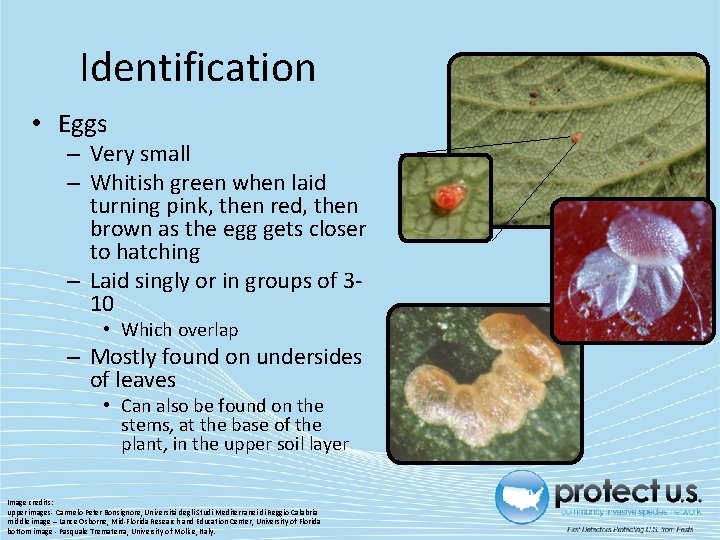 Identification • Eggs – Very small – Whitish green when laid turning pink, then Identification • Eggs – Very small – Whitish green when laid turning pink, then
