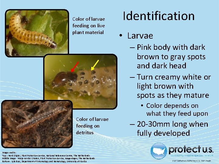 Color of larvae feeding on live plant material Identification • Larvae – Pink body Color of larvae feeding on live plant material Identification • Larvae – Pink body