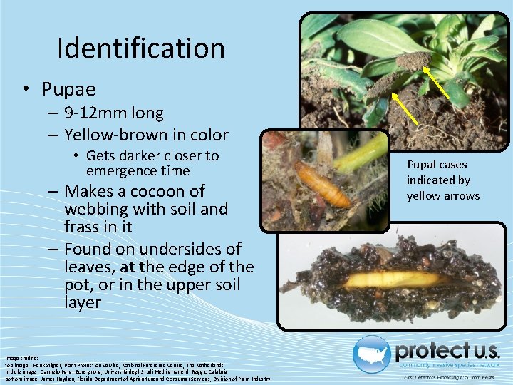 Identification • Pupae – 9 -12 mm long – Yellow-brown in color • Gets Identification • Pupae – 9 -12 mm long – Yellow-brown in color • Gets