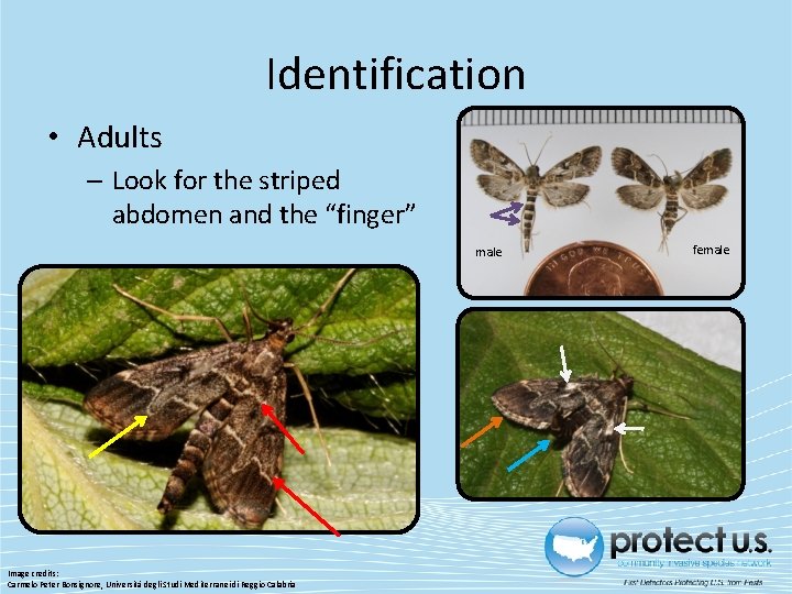 Identification • Adults – Look for the striped abdomen and the “finger” male Image Identification • Adults – Look for the striped abdomen and the “finger” male Image