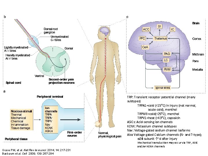 TRP: Transient receptor potential channel (many subtypes) TRPA 1=cold (<15°C) in injury (not normal,