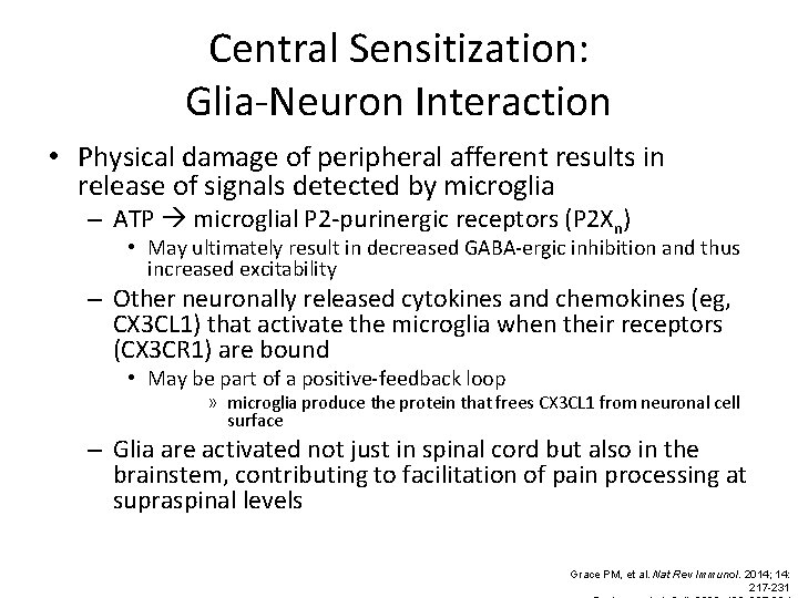 Central Sensitization: Glia-Neuron Interaction • Physical damage of peripheral afferent results in release of
